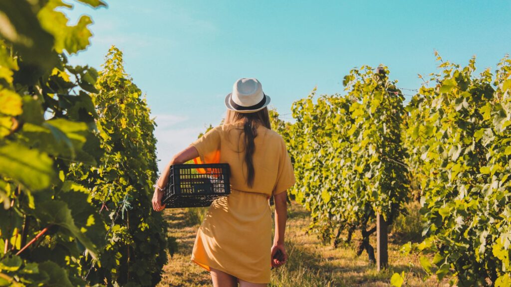 visite vignoble