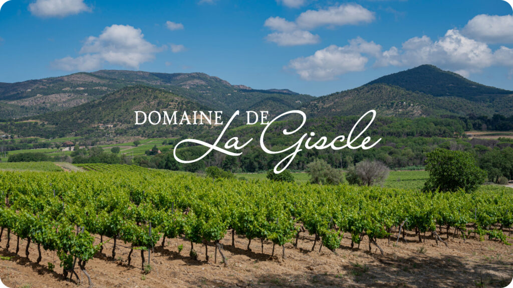 Vignes ensoleillées du Domaine de la Giscle à Cogolin