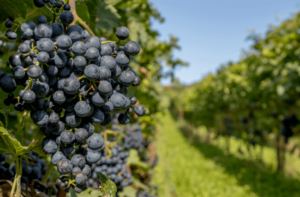 Article de blog site Wineriz pour obtenir la subvention France Agrimer 2025 - le logiciel de gestion vitivinicole est éligible à l'obtention, de la subvention