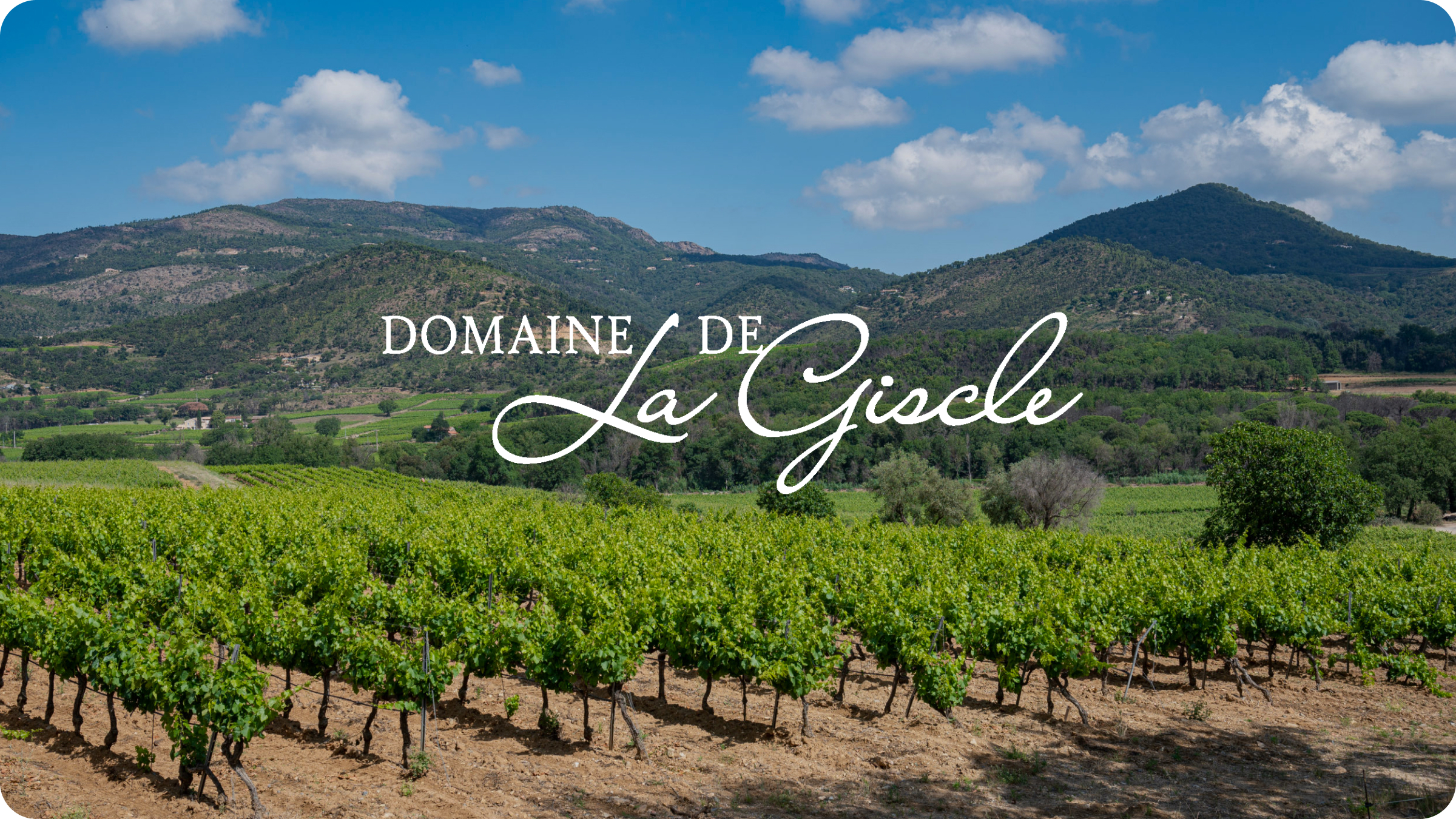 Vignes ensoleillées du Domaine de la Giscle à Cogolin
