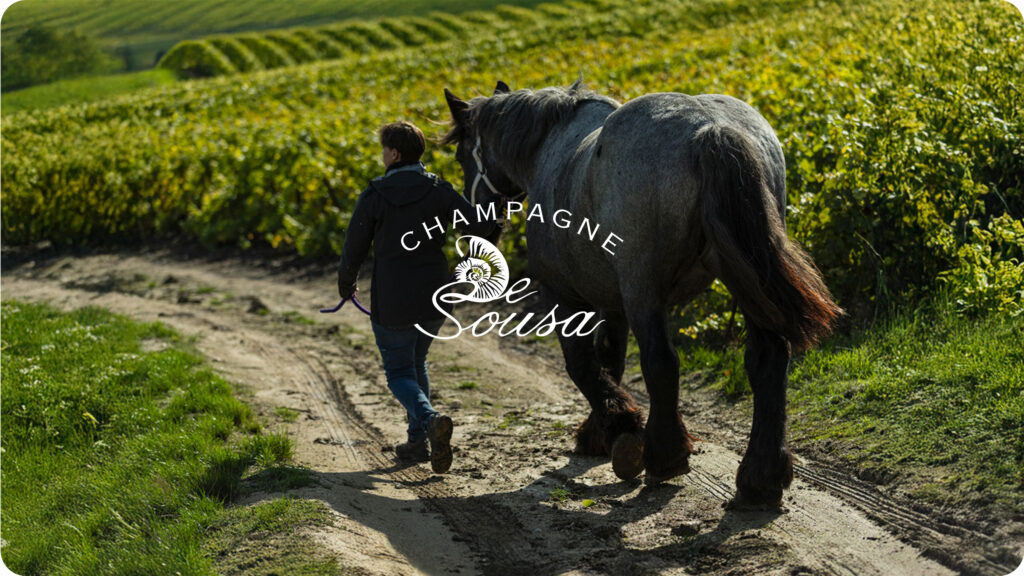 Domaine Champagne de Sousa à Avize, vignoble en biodynamie
