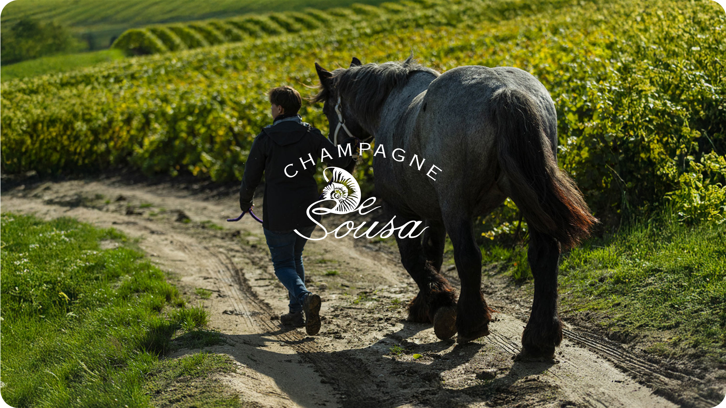 Domaine Champagne de Sousa à Avize, vignoble en biodynamie