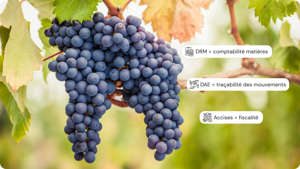 Infographie des obligations douanières du vin : DRM, DAE et droits d’accises pour les vignerons