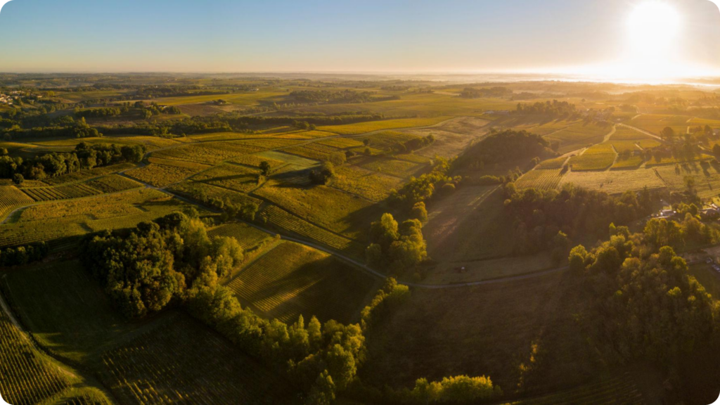 Vignoble Grand Cru Classé en France illustrant la hiérarchie viticole